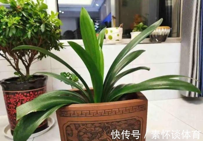 枯黄|家里有此7种花,少浇水不能晒,天热要休眠早看早知道