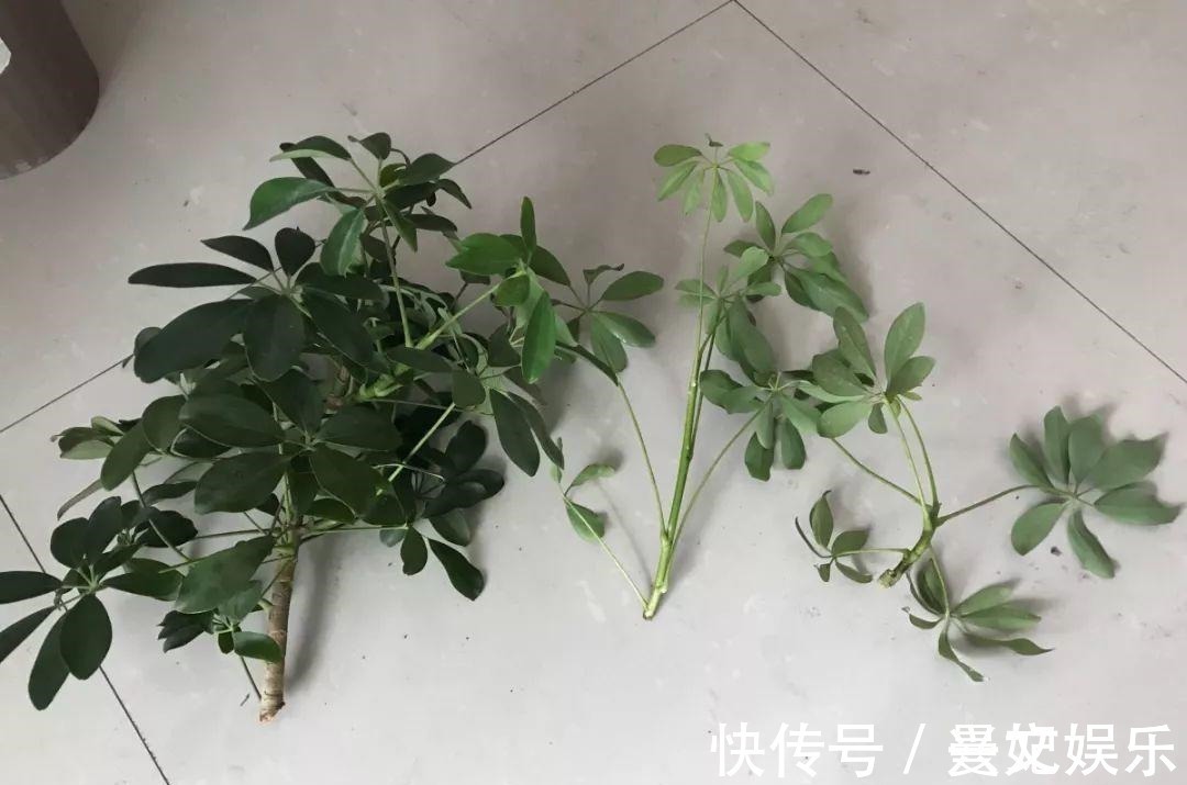 发财树|3种招财树，想养别花钱，掐个枝就生根，能得一大盆！