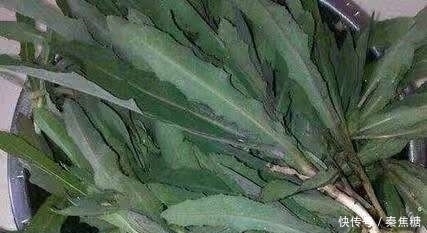 杂草|这种野草皇帝都吃过,若见到不要再当普通杂草,它的作用可大了