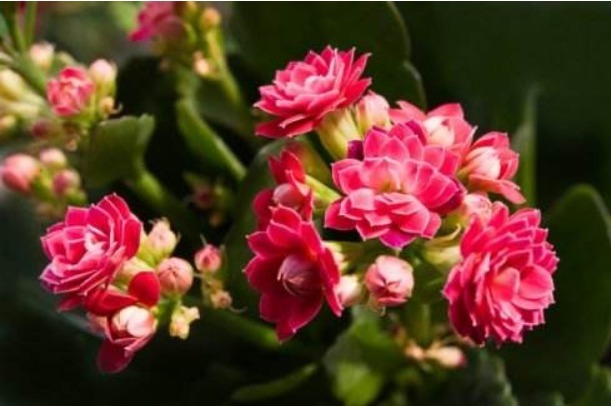 长寿花不开花老花匠教你2招，花苞蹭蹭冒，全年开花不断