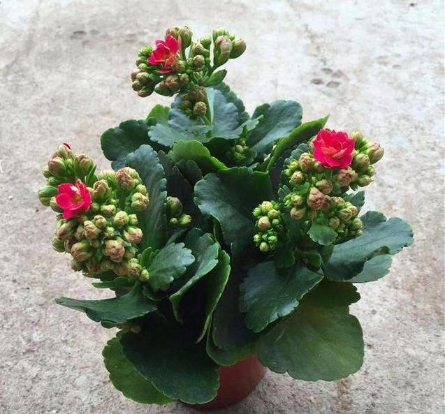 扦插成活的长寿花,“四项”重要管理缺一不可,成型快,开花多