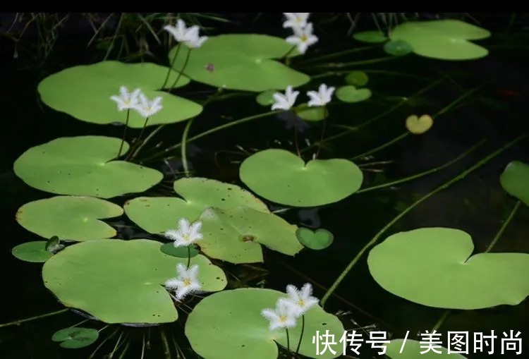 三角梅|120㎡别墅花园改造,经过三年的努力,小院从荒地到花开满园