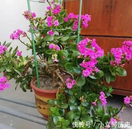 长寿花老桩张牙舞爪很难看怎么办,这样剪,株型好开花多