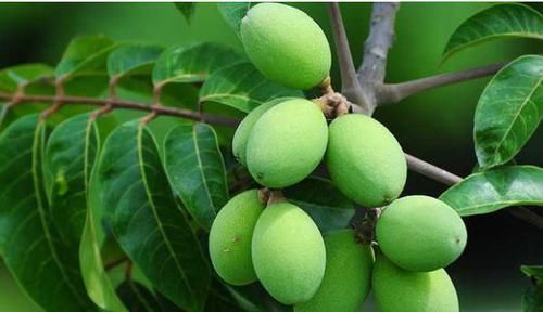 芦丁|它们是高血脂的“天敌”!40岁以后要多吃,清理血管还降血脂!