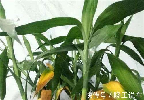 5分钟了解富贵竹黄叶原因,学会修剪处理,盆栽还能有观赏价值