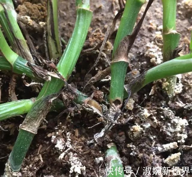 有救|妙招要死的绿萝舍得丢剪一剪，插一插，一个月后爆盆绿油油