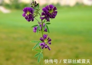 很像是芸豆花,那一抹紫色宛如夏天清浅的模样,请珍惜