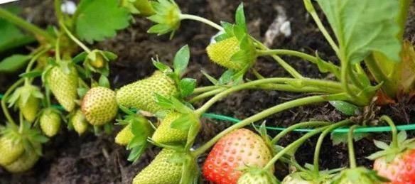 养花不用买肥料,一个小窍门,生活垃圾变成肥沃透气松软的有机肥