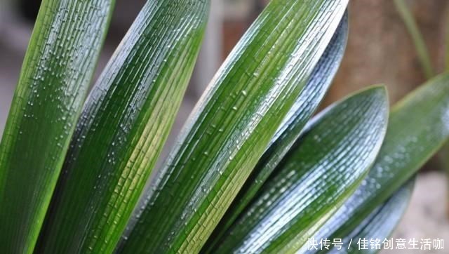 橘子皮|养花不给花洗澡,难怪长不好总黄叶,别忽视!