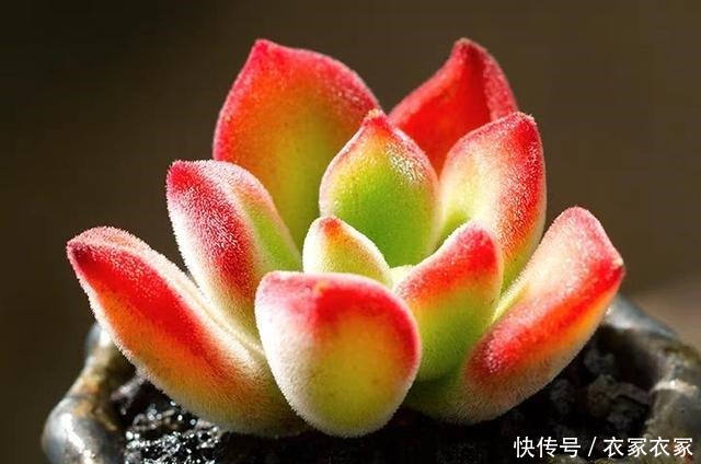 喜欢养多肉不能错过锦晃星,毛茸茸、红彤彤,相机都拍不出它的美!