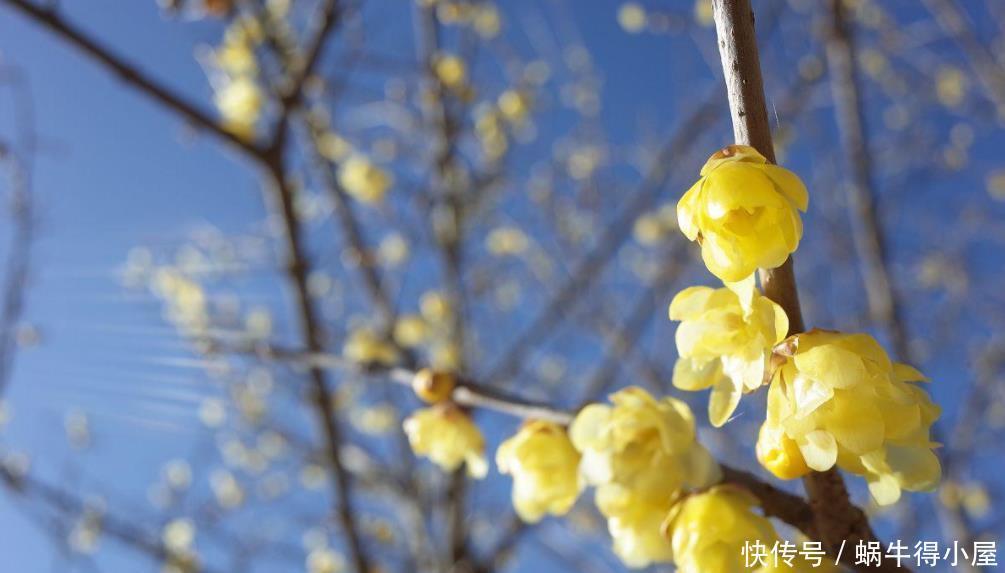 绣球、紫藤、腊梅需要低温春化,冻满一个月,否则会不开花