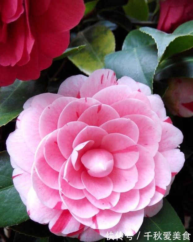 百合花百合花|新手养花，不妨试试这四款，比绿萝还好养，郁郁葱葱，四季常开花