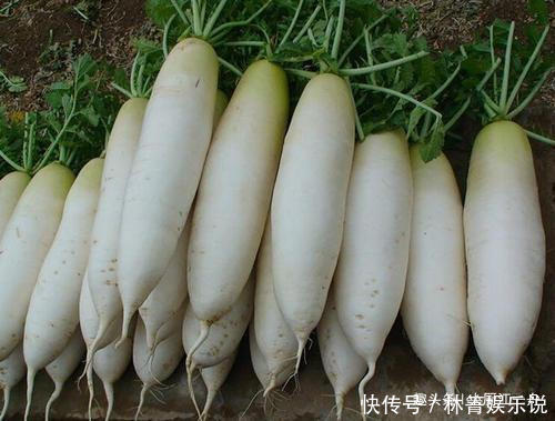 饭店里|饭店的泡椒萝卜为啥这么好吃大厨教你这样做,酸辣爽脆,真解馋