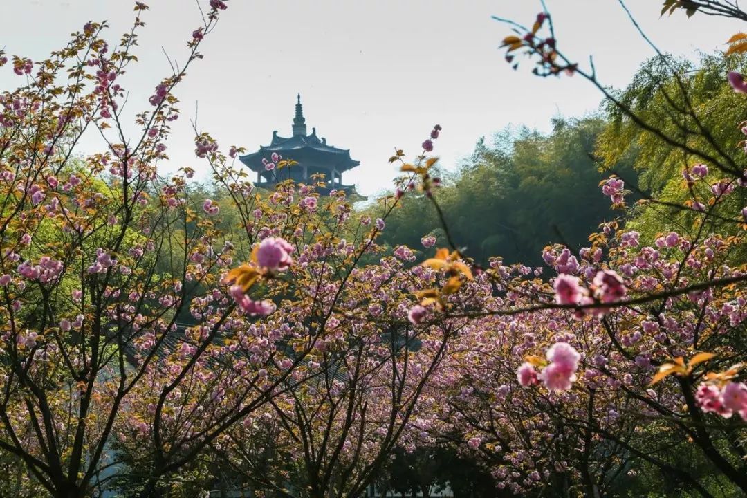 油菜花|古镇村落，采茶赏花你能想到的春天玩法这里都有！