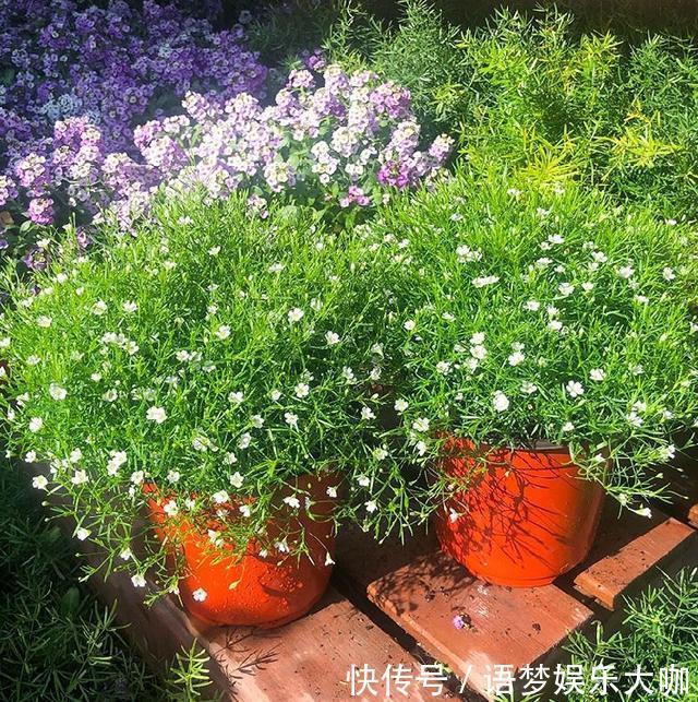 草本植物|阳台养盆“娇气花”,一盆开花1000朵,枝体最娇弱,开花却最多