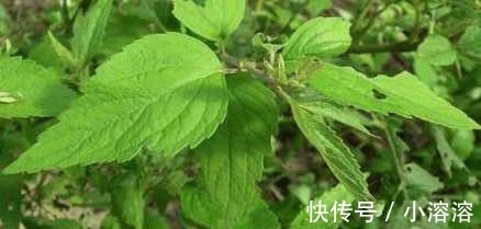 母猪藤|乡下有一种很常见的菜 有奇效你知道吗