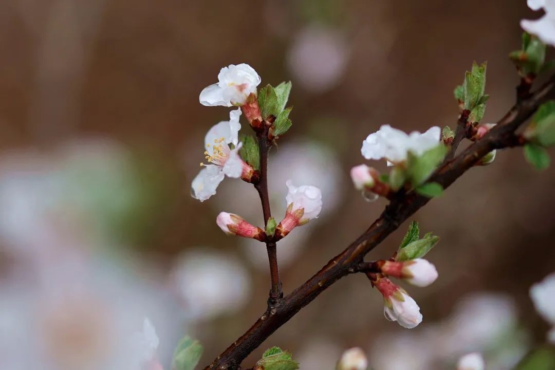 春雨初歇，蓬莱阁赏花正当时！