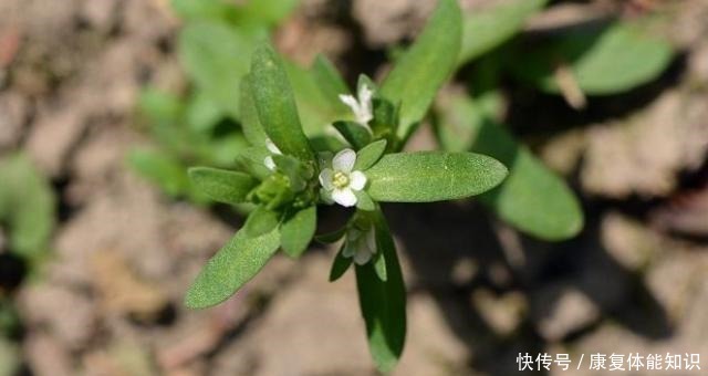 山中这种“植物”，以前当粮食，如今才知是“接骨草”，珍贵！