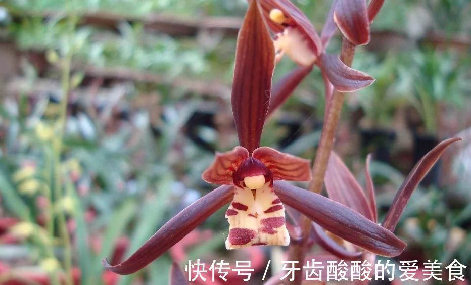 墨兰盆栽能在室内养吗？该怎么呵护好？