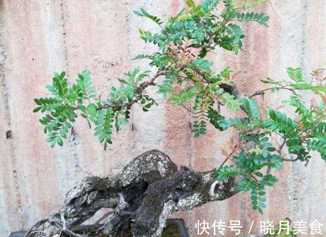 动辄上万的清香木盆景,如何采桩,怎样栽培