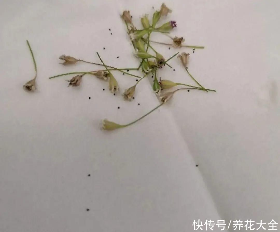 玛格丽特|9种花，夏天休眠了，一定少浇水，否则越浇越死