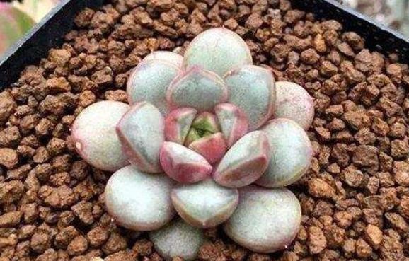 冬季温度|冬季室内养多肉,“3种水”尽量不要浇,才能不徒长,养出好状态