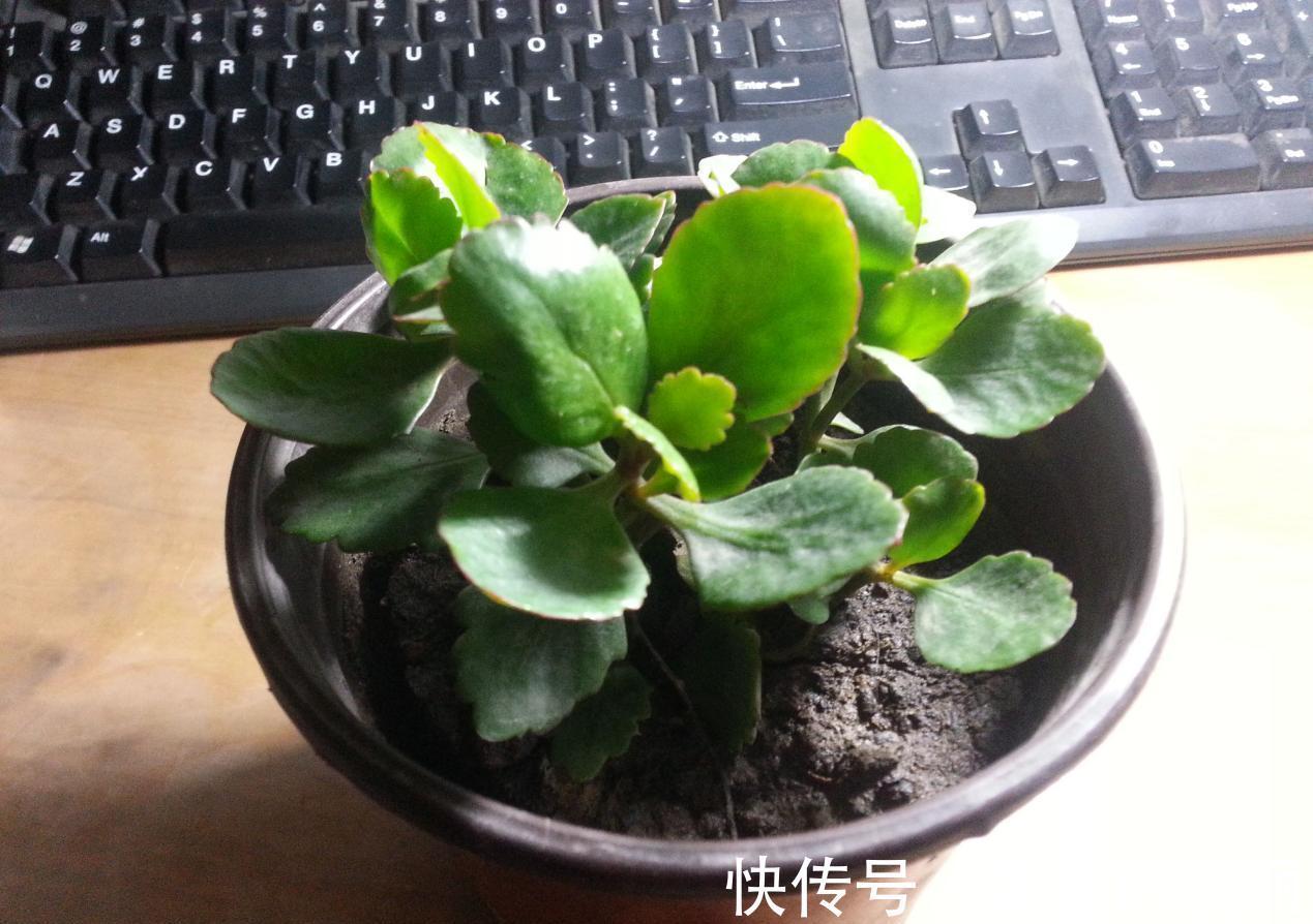 施肥|入秋后，该怎么养护长寿花？5点做到位，冬日将不断开花长新叶