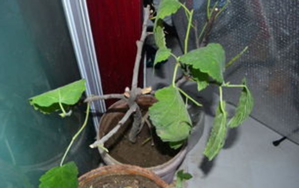 居家养花:掌握这2门小技巧,打理盆栽将变得简单许多