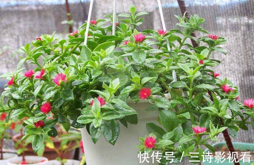 铜钱草|不要再说自己不会养花了!6种花“沾土就活”,越养越有成就感