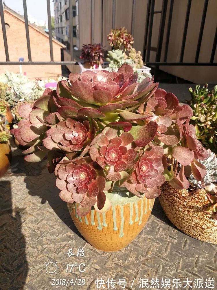 蚧壳虫|为肉痴狂!多肉植物也会用最美的容颜报答我们的勤劳付出!