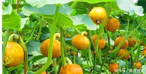 亚麻仁油酸|每天坚持吃3种食物,排毒抗衰、调理气血,提高免疫力!