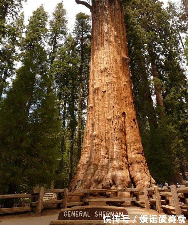 摩天大树#地球上5棵摩天大树,一棵比云层还高8英尺,我国这棵被叫望天树