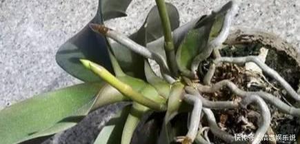 养护|烂根的蝴蝶兰别扔,学会这么做,猛窜花枝,年年都开花