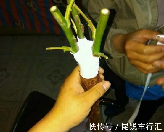 砧木|花开像月季，易爆花，-20℃冻不死，好养活不生病，比桂花香10倍