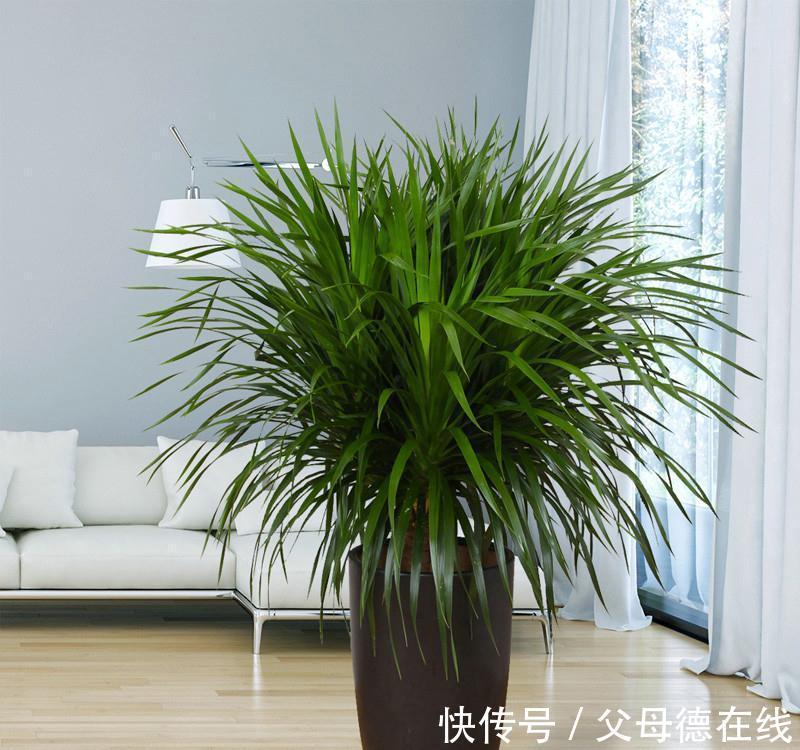 热带物种龙血树总养不好,注意这些,植株挺拔壮实叶浓绿