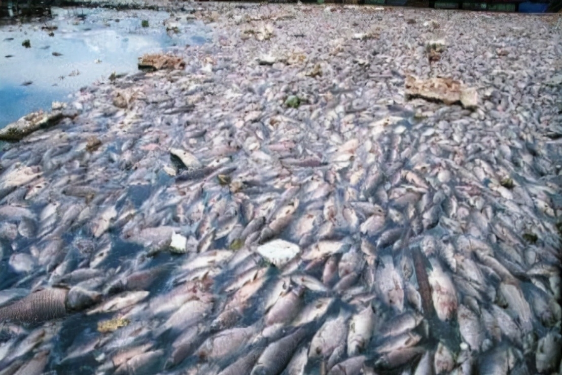 沿海地区|5类鱼没营养,对人体有害,但很多人爱吃