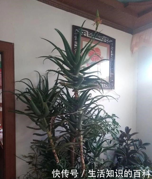 想省心就养这些花,没有病虫害,就爱开花!想省心就养这些花,没有病虫害,就爱开花!