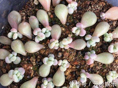 多肉叶插生根快,关键学会1个“旱”字,10天冒白根,个个能成活