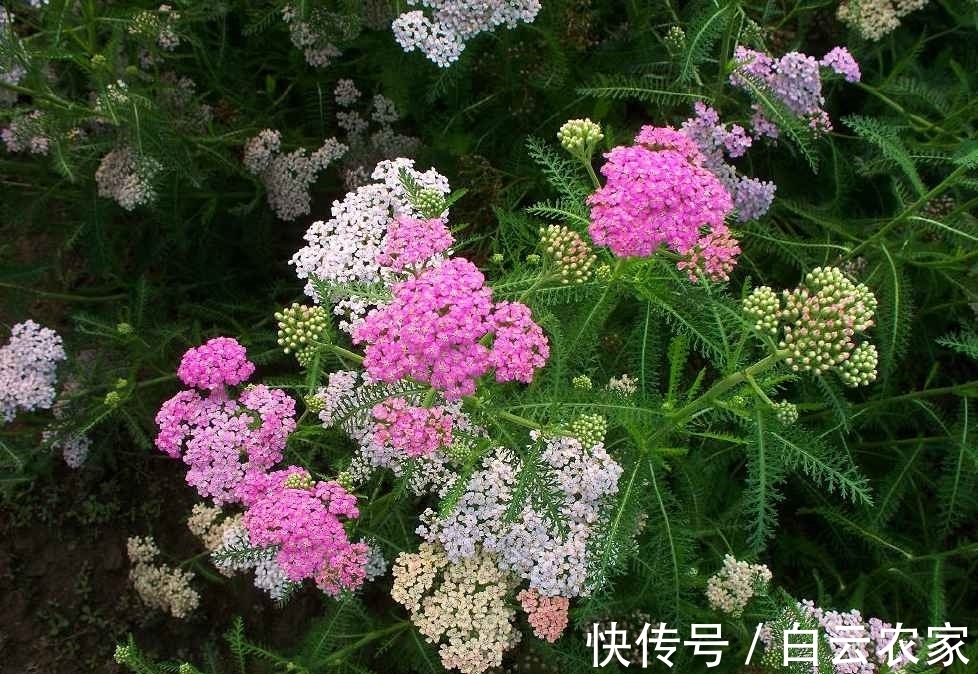 一花一世界，一叶一菩提——奇花异草蓍草，赏花旅游花语生日花