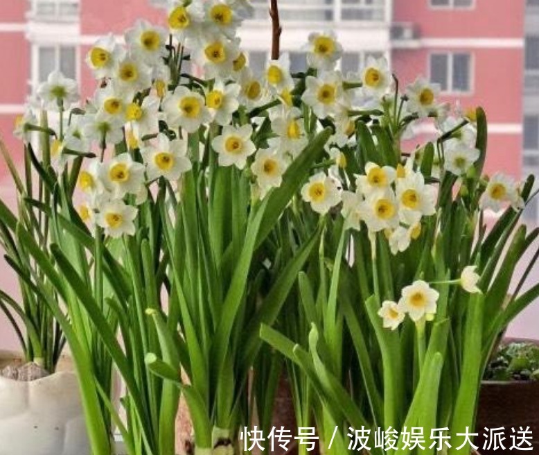 清香|比“香水”还好闻的“5种花”，家里养1盆，满屋子清香四溢！