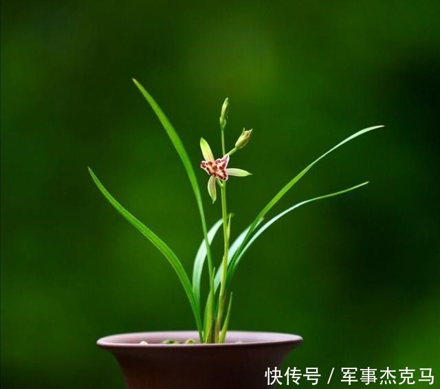 诗词|蕙兰秋意晚——诗词美图集