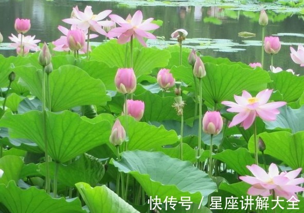 金生水之局|进入7月中旬,4属相桃花朵朵开,喜事自然来,未来充满了希望
