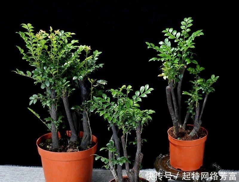 盆友们|这6款盆景,一款比一款有品位,“养不死”还净化空气