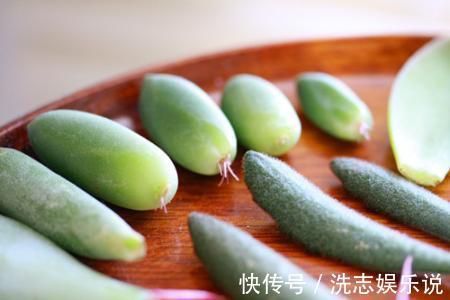 多肉到底多好扦插掉下来的叶片埋土里，自己又长一盆