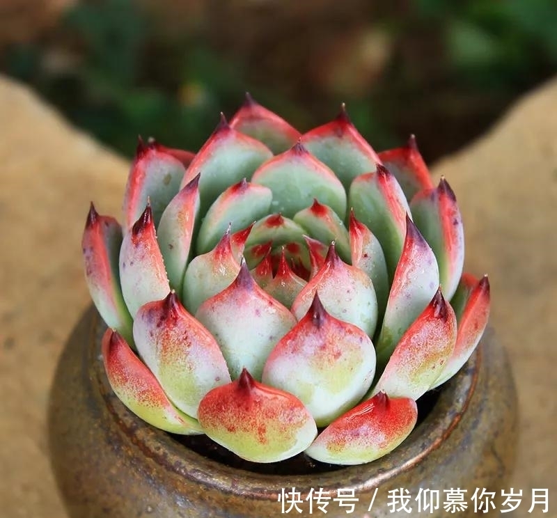 名字像娃娃,形态像莲花,堪称多肉中的“杨贵妃”,是哪种多肉呢