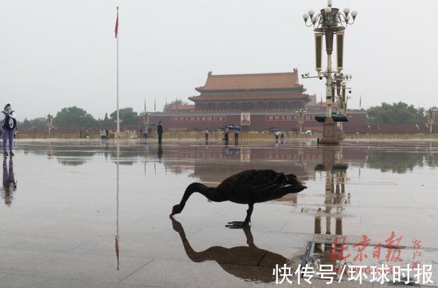 史洋|它到底是什么来头？今早天安门广场升旗仪式后，飞落一只黑天鹅