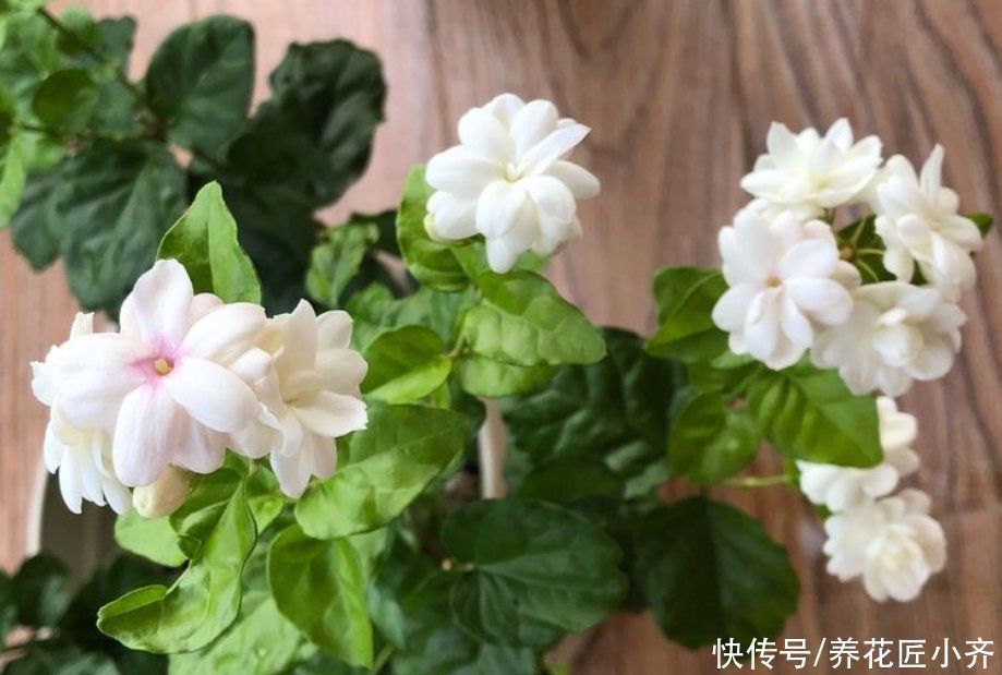 茉莉花好养,但是想要开花多,修剪有2个“原则”,要学会才行