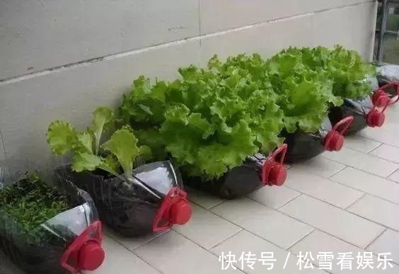 “2种菜”适合种阳台,1个空油桶就搞定,长出“红辣椒”一串串