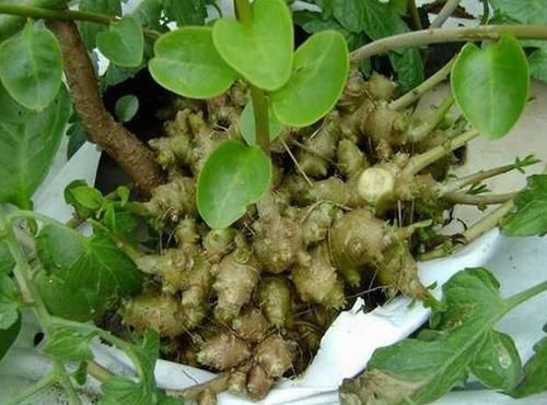 农村常见没人要的野草,却是腰间盘突出的“神药”,七天就见效