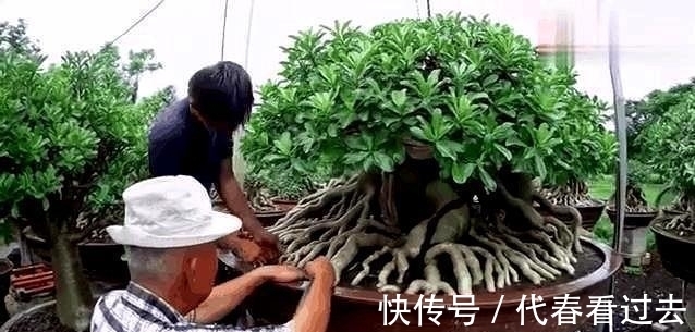 老桩|荒漠蔷薇培育5年,长成章鱼精,盘根成老桩,每次开千朵花